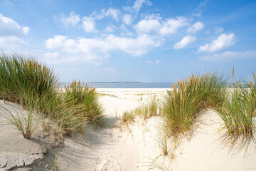 Fototapeta na wymiar Dune beach with beach grass on a sunny day 