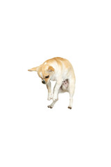 Funny studio shot of cute chihuahua dog jumping, posing isolated over white studio background