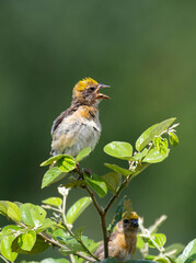 Baya Wevar  Bird Photo