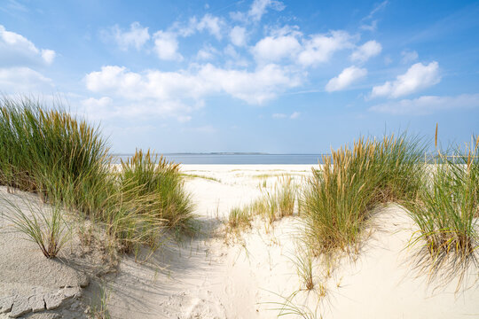 Dune beach with beach grass on a sunny day	