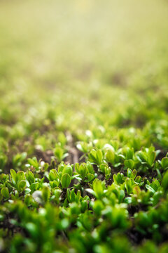 Plant Mnium calcareous moss in the garden