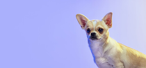 Portrait of cute chihuahua dog attentively looking away, posing isolated over purple studio background in neon light.