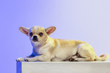 Portrait of small cute chihuahua dog lying, calmly posing isolated over purple studio background in neon light