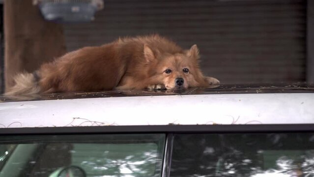 Cute Mongrel Dog Lying On Car Roof On Street