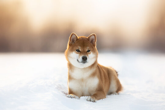 Portrait of cute and beautiful shiba inu female puppy lying in the forest in winter at sunset.