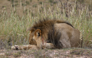 Black-maned Lion in the Kgalagadi, South Africa
