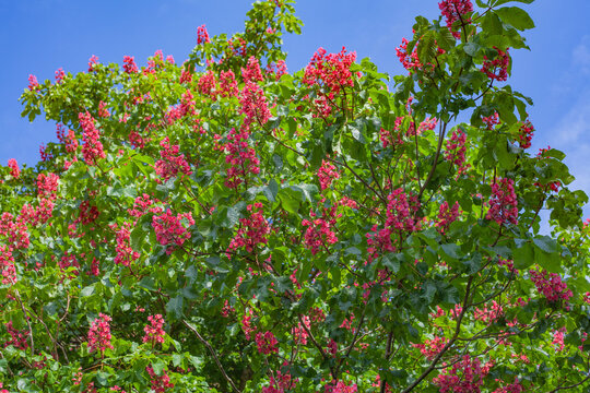 Beautiful view of Crataegus cuneata tree with pink blossoms against blue sky background