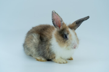 Young rabbit sitting on a white background.