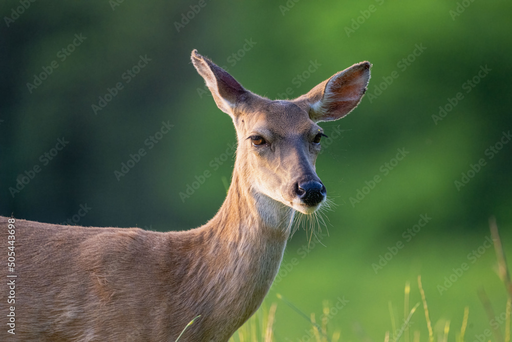 Poster Beautiful shot of a red deer