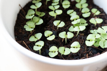 ハーブ「バジルの芽」