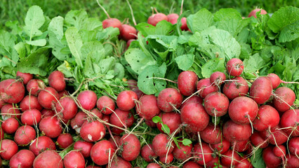 Radish bio harvest farm fresh vegetables detail market shop Raphanus raphanistrum sprout grows ground farmer farming agricultural garden, organically grown edible root vegetable, greenhouse organic