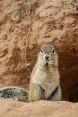 Cape Ground Squirrel at burrow entrance, Kgalagadi, South Africa