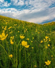 Flower field