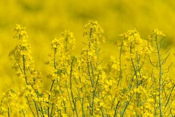 Obraz premium Rapeseed (Brassica napus) oilseed rape, with bright vibrant yellow flowers. Soft focus, shallow depth of field, blurred background. Photography taken in Sweden in May. Agricultural, farming concept.