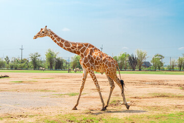 Giraffe walking in outdoor park,The giraffe is a mammal of the family Giraffidae, a long-necked ruminant. © alis