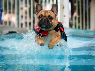 Cute fawn French Bulldog wearing red life jacket jumping into swimming pool. Health and exercise...