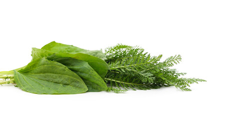 Bunch of green grass and plantain.