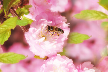 A bee on a pink rose flower. Beautiful spring background.
