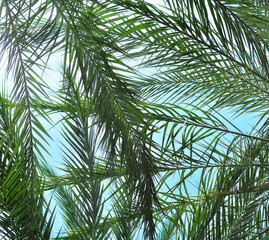 Leaves of palm tree on the blue sky