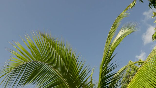 Coconut palms swaying in the wind with a blue sky. Rest, paradise, tranquility
