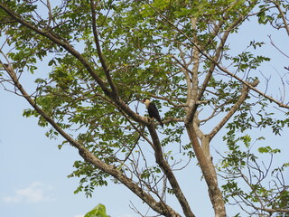 wild bird in a tree in costa rica