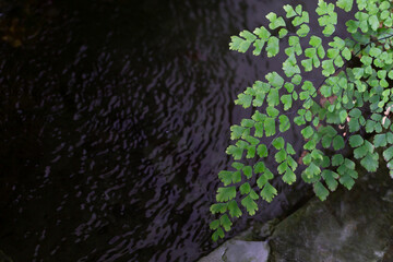 Adiantum fern (Polished maidenhair) grow by the waterfall in low light.