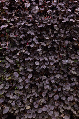 Background image of magenta leaves arranged to fill the space on the wall.