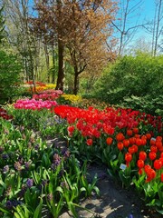 A sea of blossoms in spring in the open-access Poldertuin (Polder Garden) in Anna Paulowna, North...