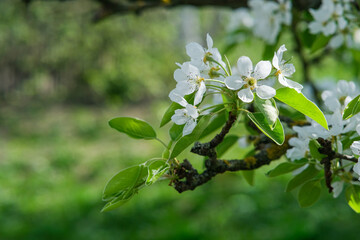 Flowering pear branch. flower close-up.