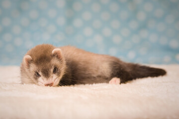 Ferret six weeks old baby posing for portrait in studio