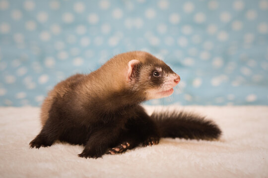 Standard color dark six weeks old ferret baby posing