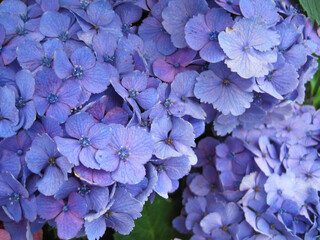 Close-up photo of a blue-purple hydrangea flower     
