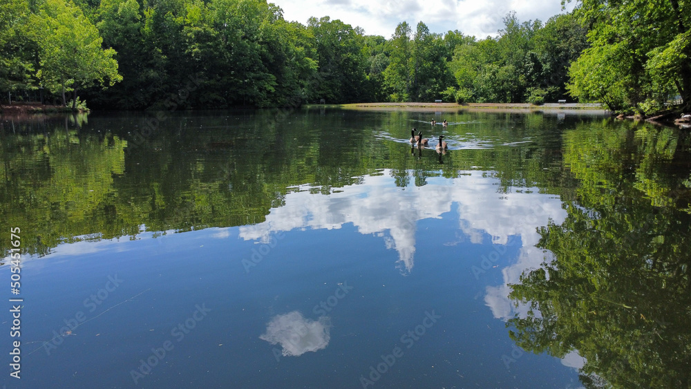 Sticker beautiful shot of adorable ducks swimming in the pond surrounded by trees