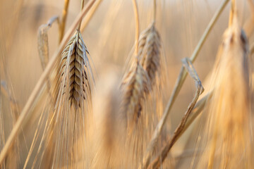 field of cereals of wheat or rye. ripe wheat close up. farming and agriculture. - obrazy, fototapety, plakaty