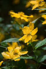 Blooming branches of keria japonica. Yellow flowers. Japanese keriya. Photo of nature.