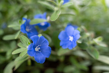 Selective focus shot of a blue dwarf morning glory flower