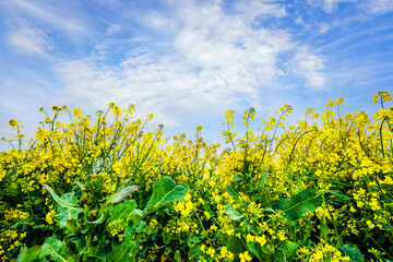 Yellow canola flowers reaching for the sky
