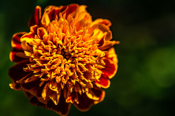 orange flower with pollen