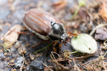 A cute beetle is on the way