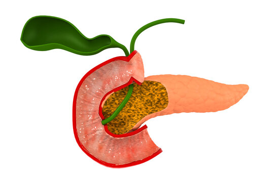 Human Pancreas On White Background. 3d Illustration