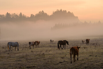 Naklejka na ściany i meble Horses on the meadow in the early morning by the river. Rolling fog and mist create beautiful atmosphere. 