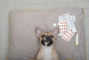 French bulldog breed dog lies on a pillow next to pills and a thermometer and looks up tensely with...