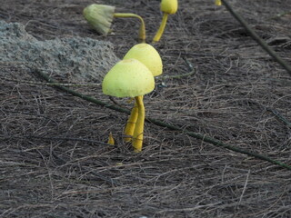 Yellow Mushroom in the jungle