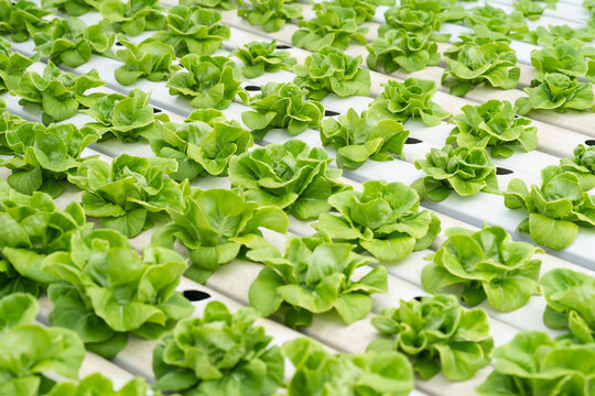 Close Up Green Lettuce In Hydroponic Farm Background.