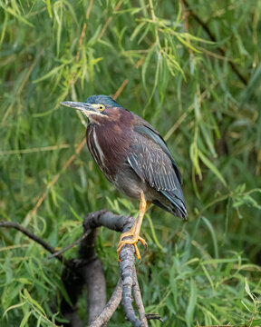 Vertical shot of a green heron perched on a branch