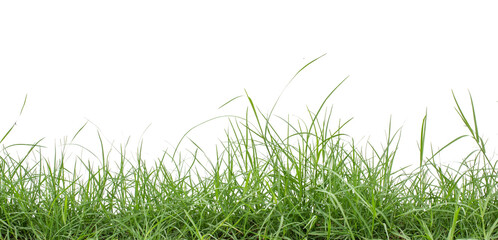 green grass isolated from white background with clipping path