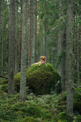 dog in the forest on a mossy stone. Walking with a pet. Nova Scotia duck tolling retriever in a beautiful landscape