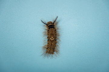 Camouflaged brown caterpillar on a tree trunk or twig on a turquoise background