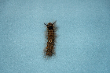 Camouflaged brown caterpillar on a tree trunk or twig on a turquoise background