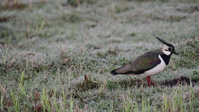 Lapwing resting in wet meadow looking for food, oxbog, lower saxony, spring, (vanellus vanellus), germany